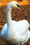 The Swan