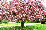 The Cherry Tree