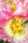 The Wild Roses